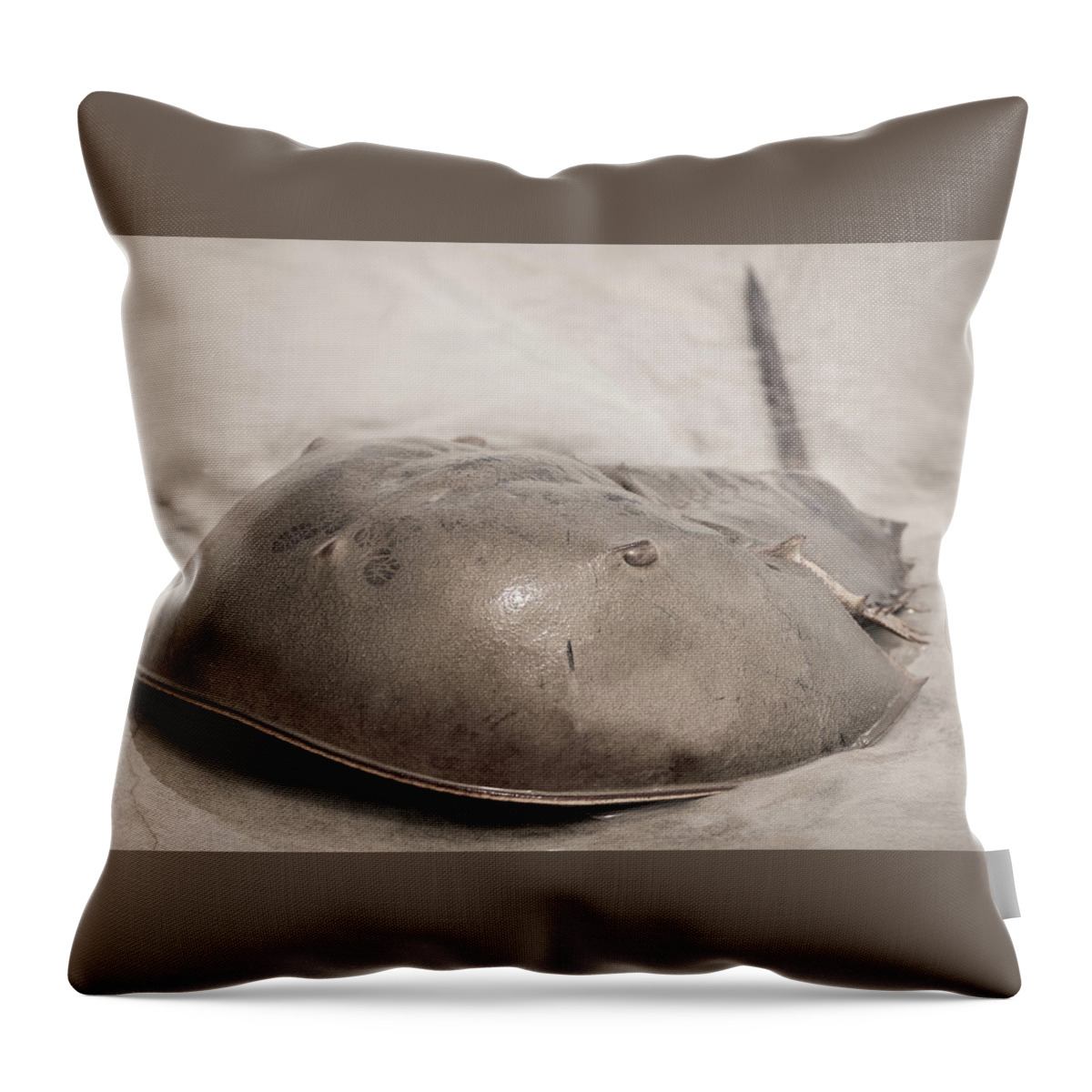 Beach Throw Pillow featuring the photograph Horseshoe Crab by Chris Bordeleau