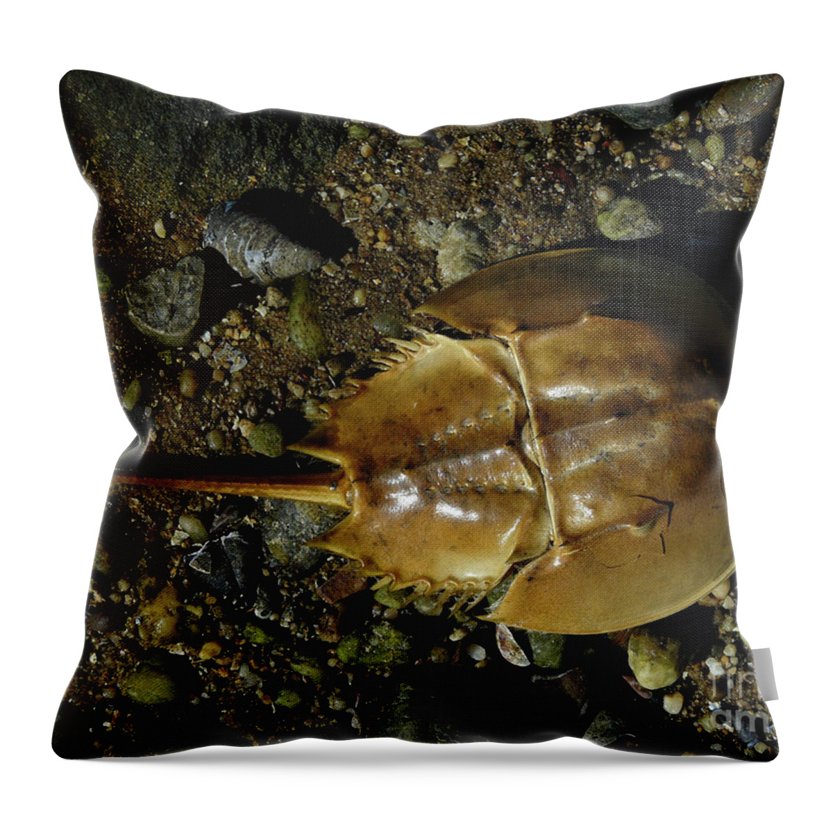 Horseshoe Crab Throw Pillow featuring the photograph Horseshoe Crab by Jeff Breiman