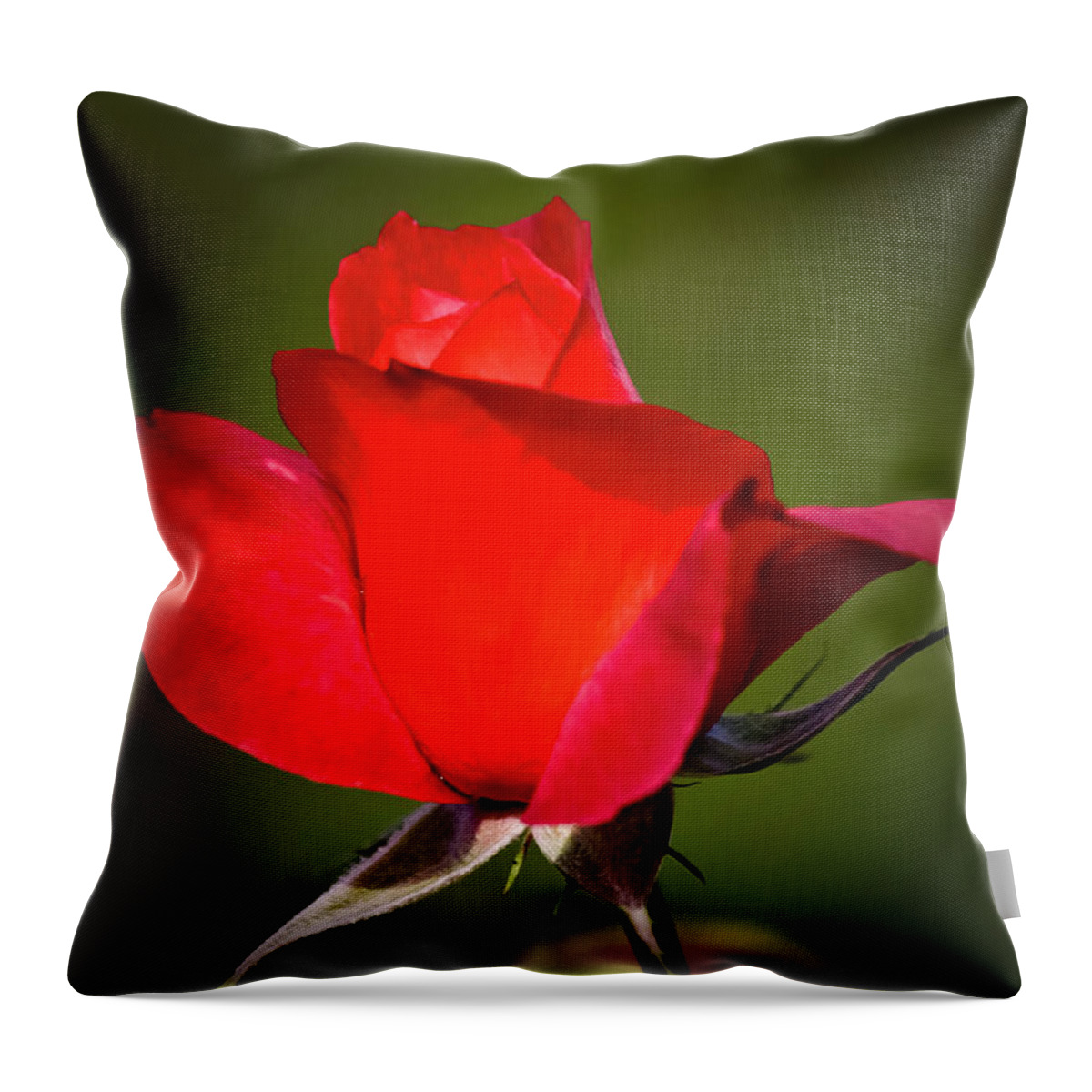 Garden Throw Pillow featuring the photograph Hot Cocoa Rose by Albert Seger