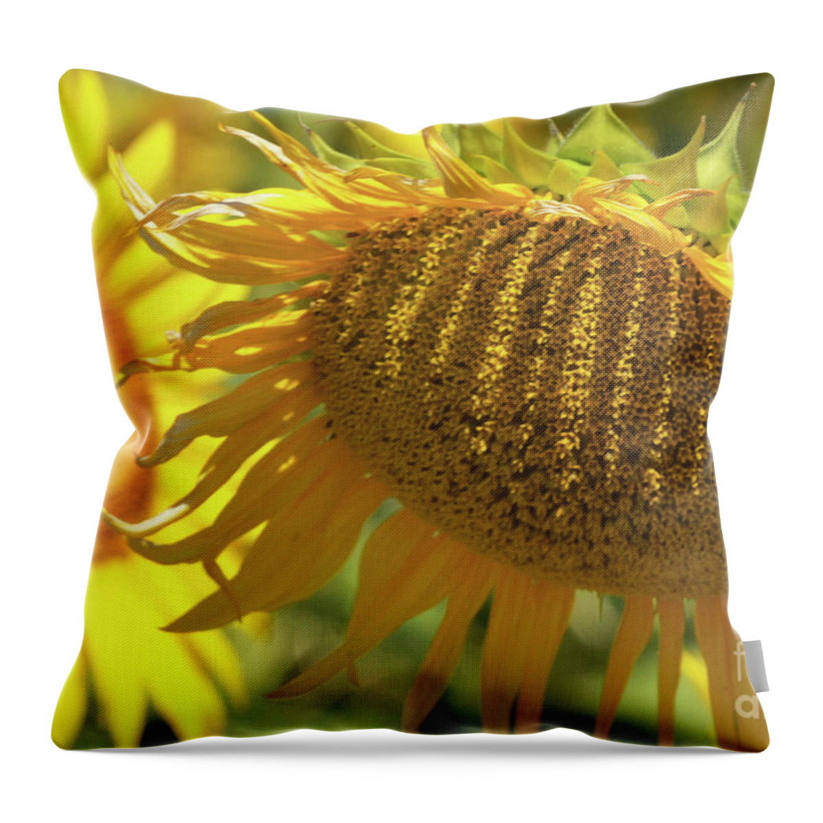 Flower Throw Pillow featuring the photograph Hot One by Dan Holm