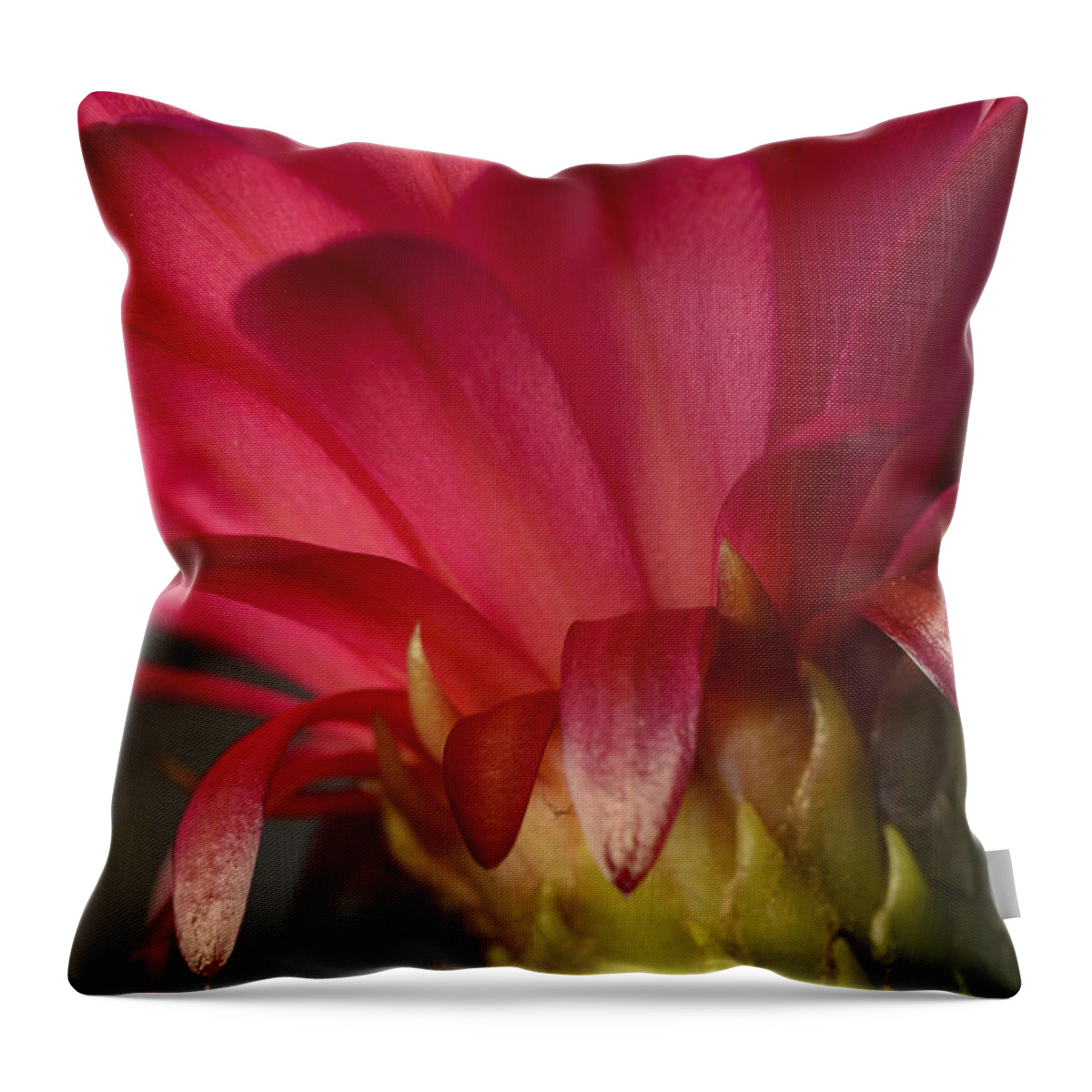 Pink Cactus Flower Throw Pillow featuring the photograph Hot Pink Cactus Flower by Tamara Becker