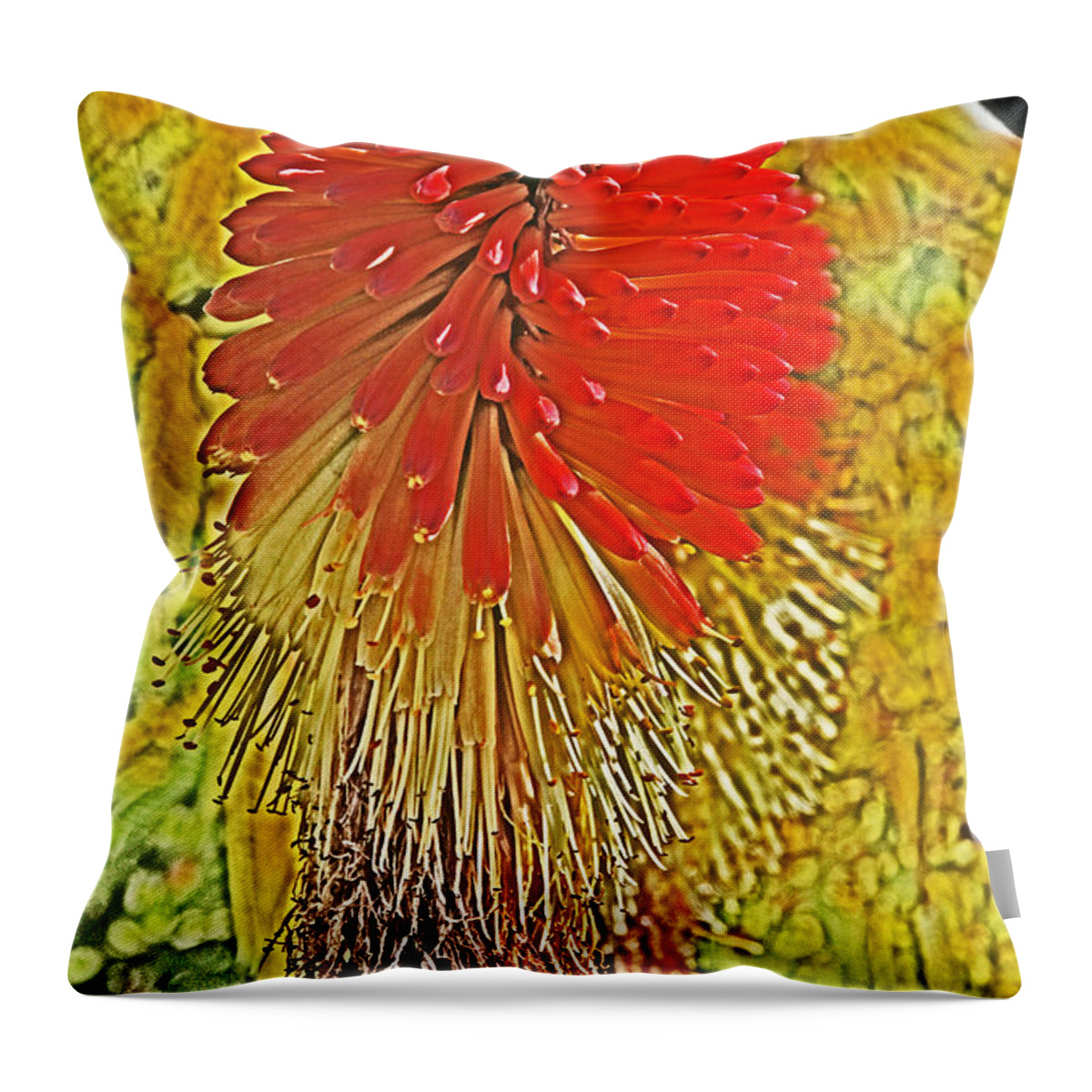 Flower Throw Pillow featuring the photograph Hot Poker Flower Stylized by David Frederick