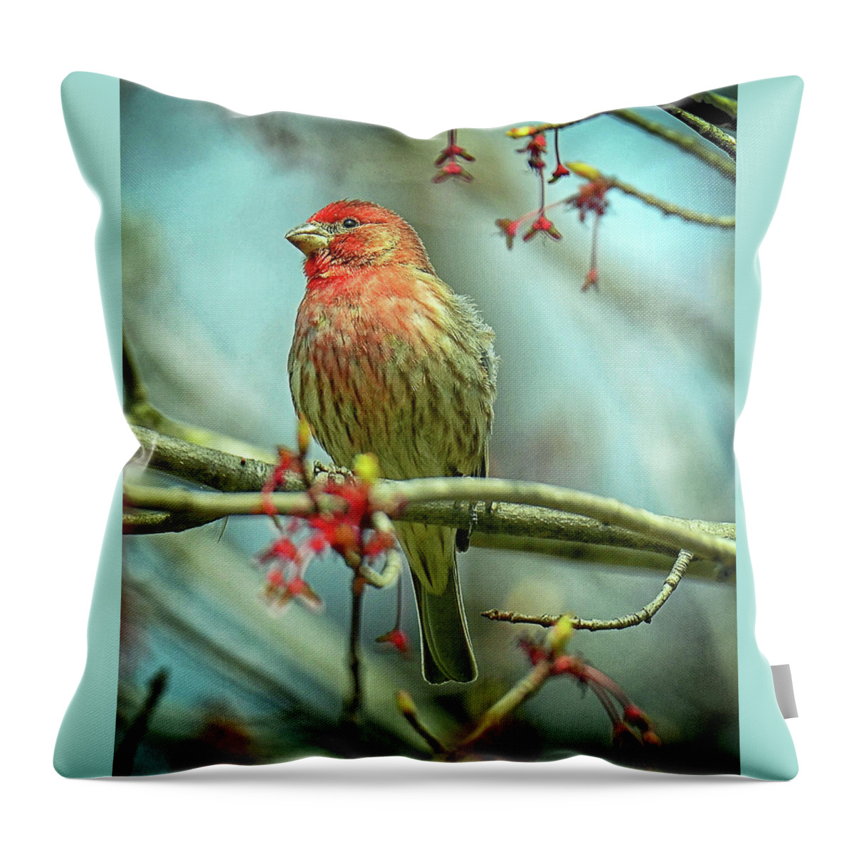 House Finch Throw Pillow featuring the photograph House Finch in Spring by Rodney Campbell