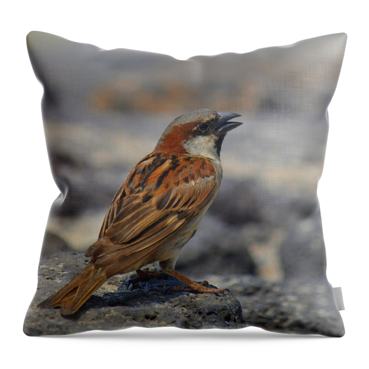 Bird Throw Pillow featuring the photograph House Finch on Lava Rock by Lori Seaman