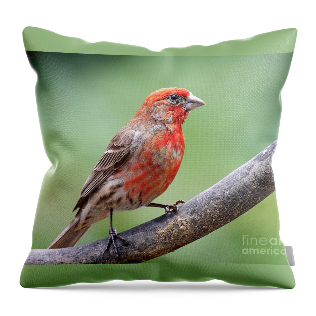 Wingsdomain Throw Pillow featuring the photograph House Finch by Wingsdomain Art and Photography