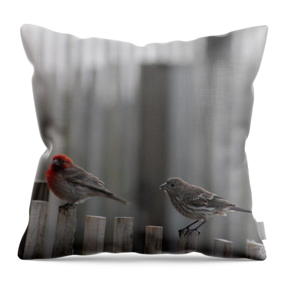 Ornithology Throw Pillow featuring the photograph House Finches On The Fence by Robert Banach