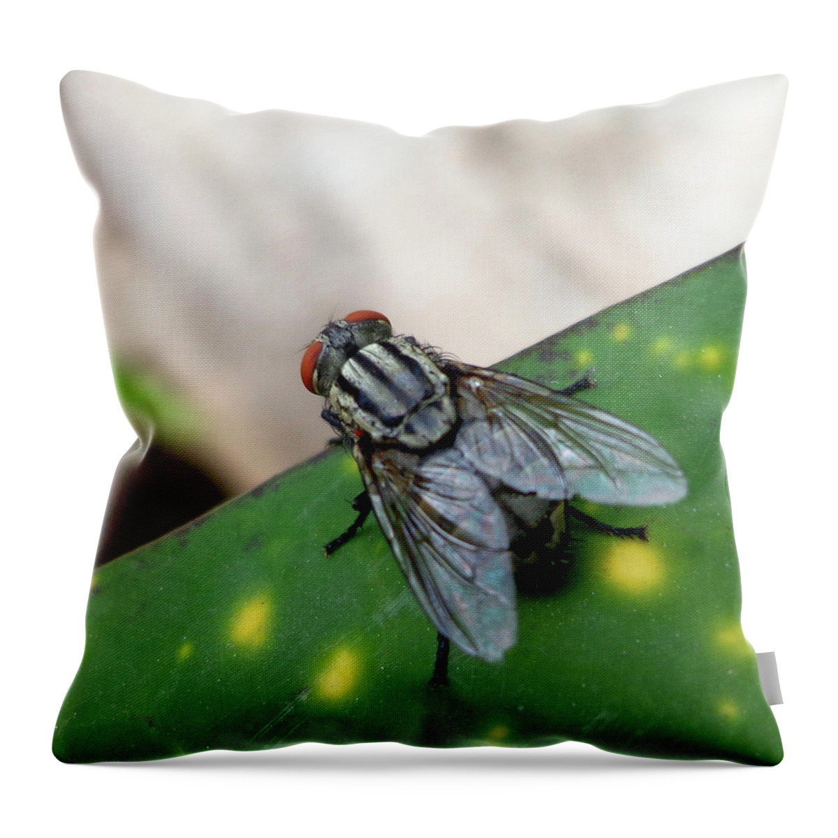 India Throw Pillow featuring the photograph House fly on leaf by Misentropy