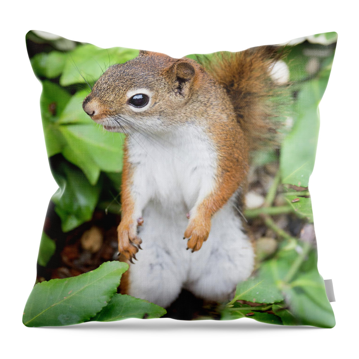 Red Squirrel Throw Pillow featuring the photograph How does he keep his belly so white? by Ian Sempowski