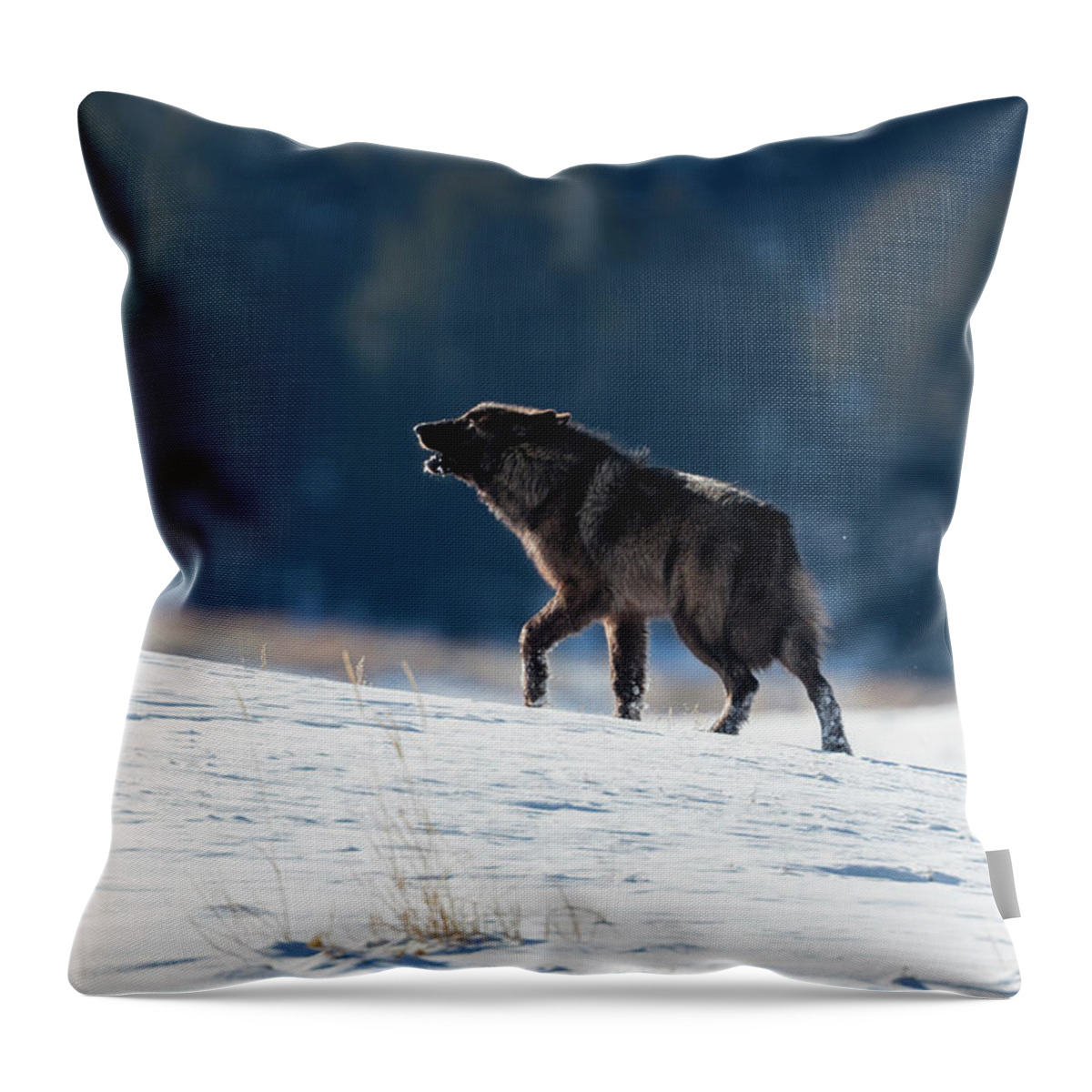 Mark Miller Photos Throw Pillow featuring the photograph Howling Black Yearling Wolf by Mark Miller