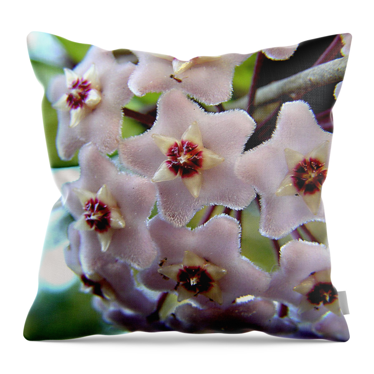 Hoya Throw Pillow featuring the photograph Hoya Blooms by Adam Johnson