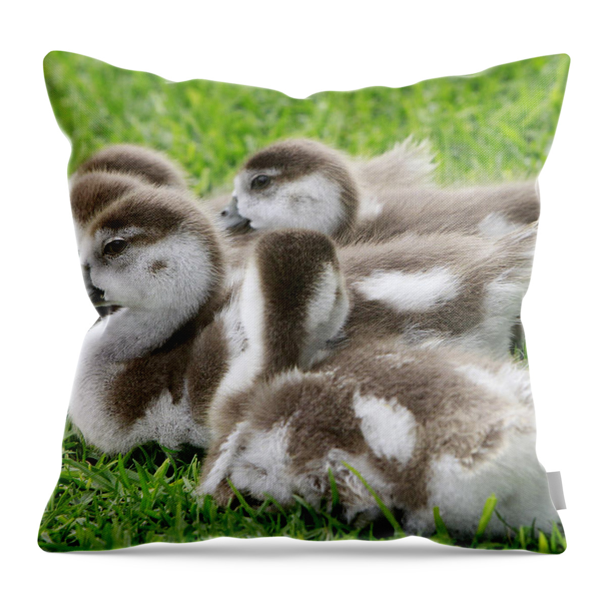 Egyptian Geese Throw Pillow featuring the photograph Huddle Up by Shoal Hollingsworth