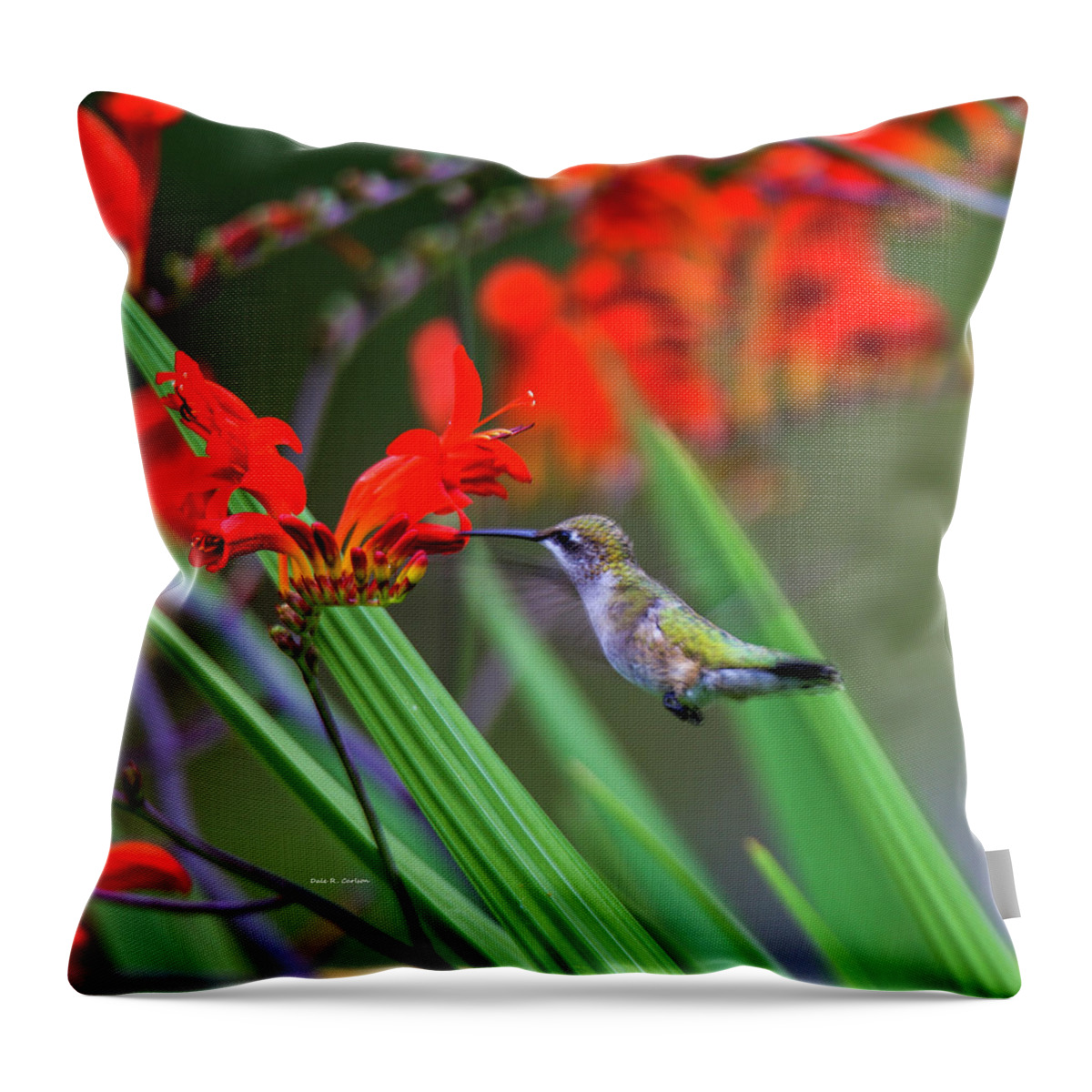 Hummingbird Throw Pillow featuring the photograph Hummer Lunch by Dale R Carlson
