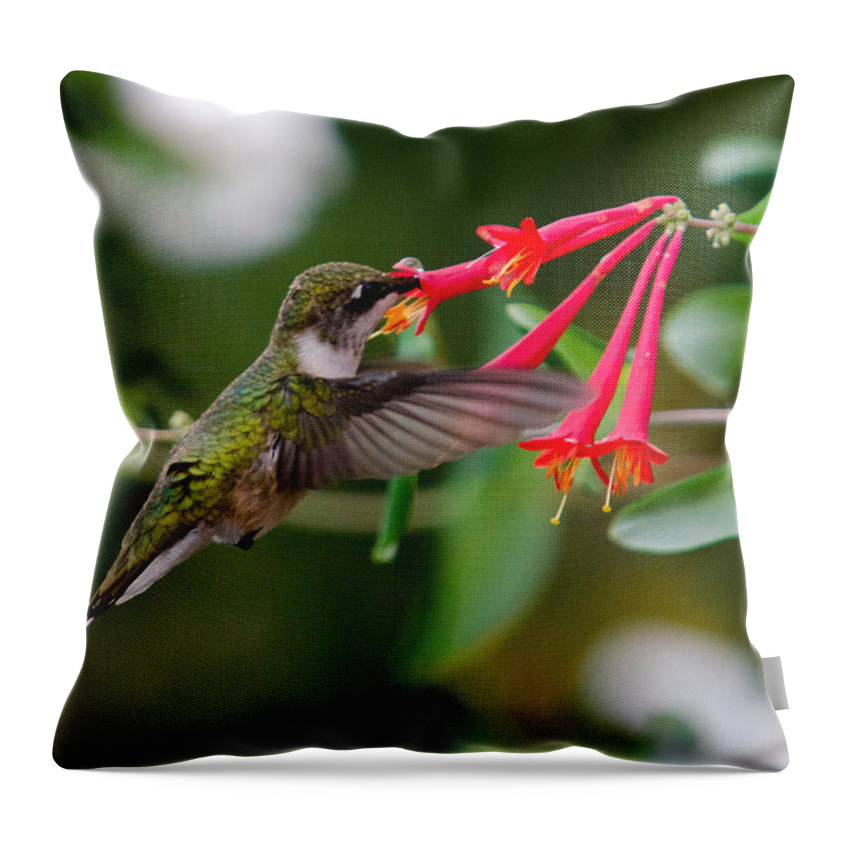 Ruby Throated Hummingbird Throw Pillow featuring the photograph Hummingbird Feeding by Gary Wightman