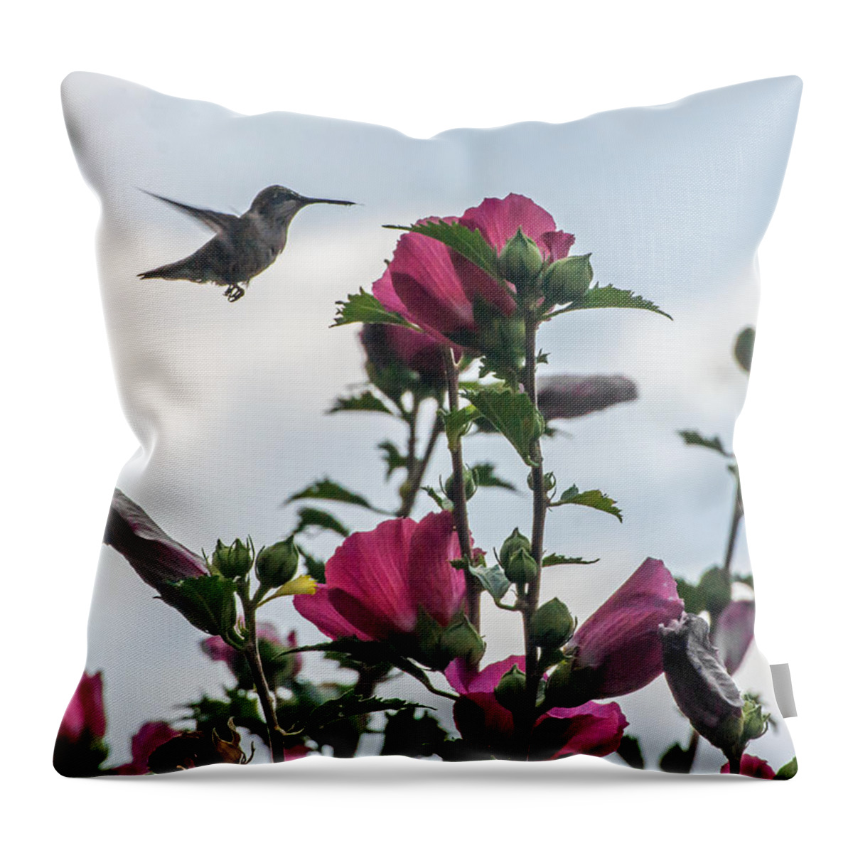 Hummingbird Throw Pillow featuring the photograph Hummingbird with Rose of Sharon by Photographic Arts And Design Studio