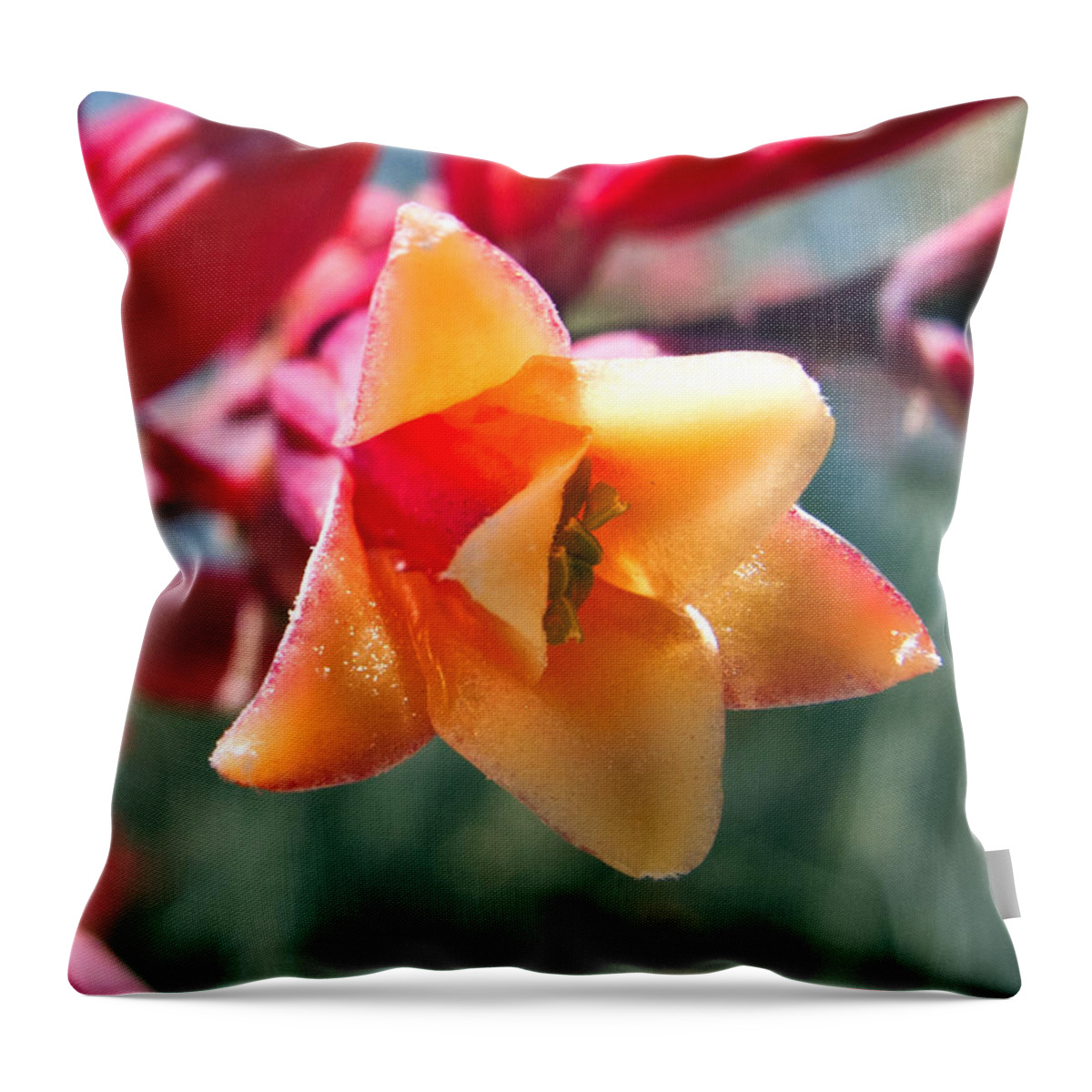 Wall Art Throw Pillow featuring the photograph Hummingbird Yucca by Kelly Holm
