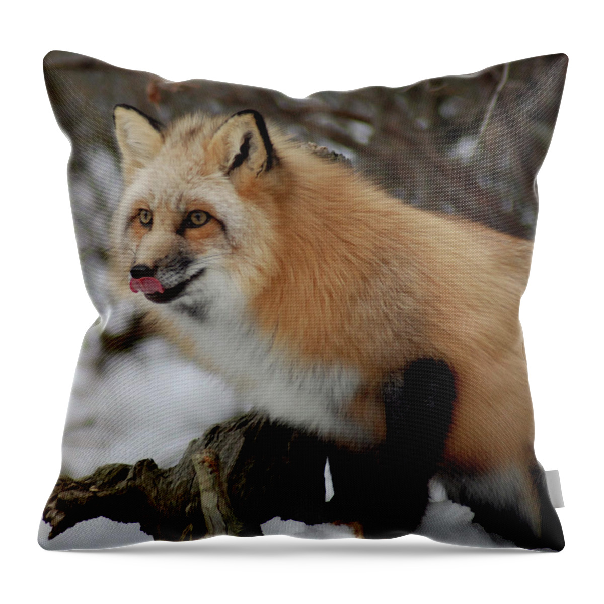 Fox Throw Pillow featuring the photograph Hungry Fox by Richard Bryce and Family