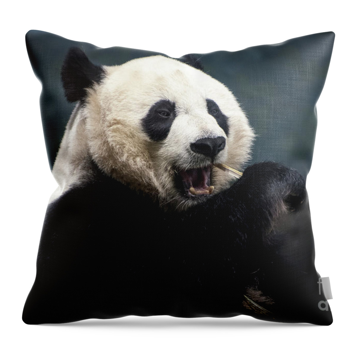 Washington Throw Pillow featuring the photograph Hungry Panda by Judy Wolinsky