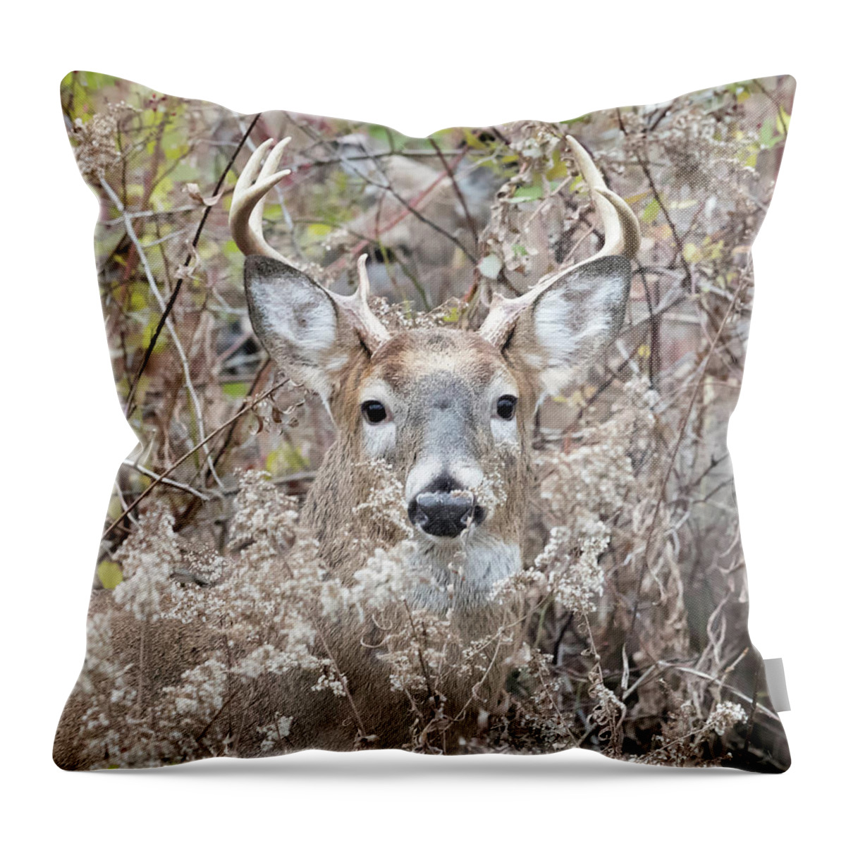 Deer Throw Pillow featuring the photograph Hunters Dream by Everet Regal