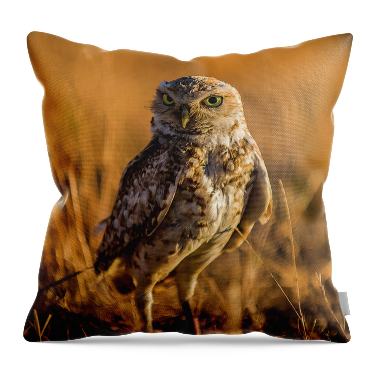 Burrowing Owl Throw Pillow featuring the photograph Hunting Burrowing Owl at Sunset by Dean Birinyi