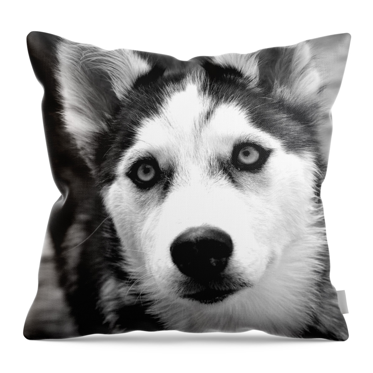Dog Throw Pillow featuring the photograph Husky pup by Sumit Mehndiratta