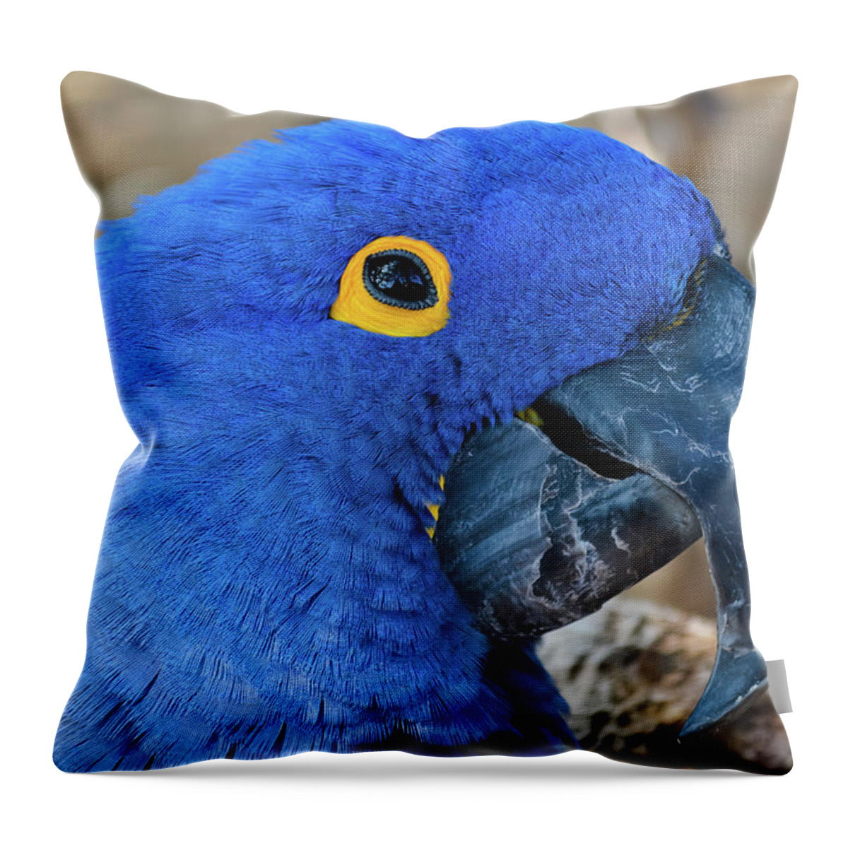 Hyacinth Macaw Throw Pillow featuring the photograph Hyacinth Macaw by Kyle Hanson