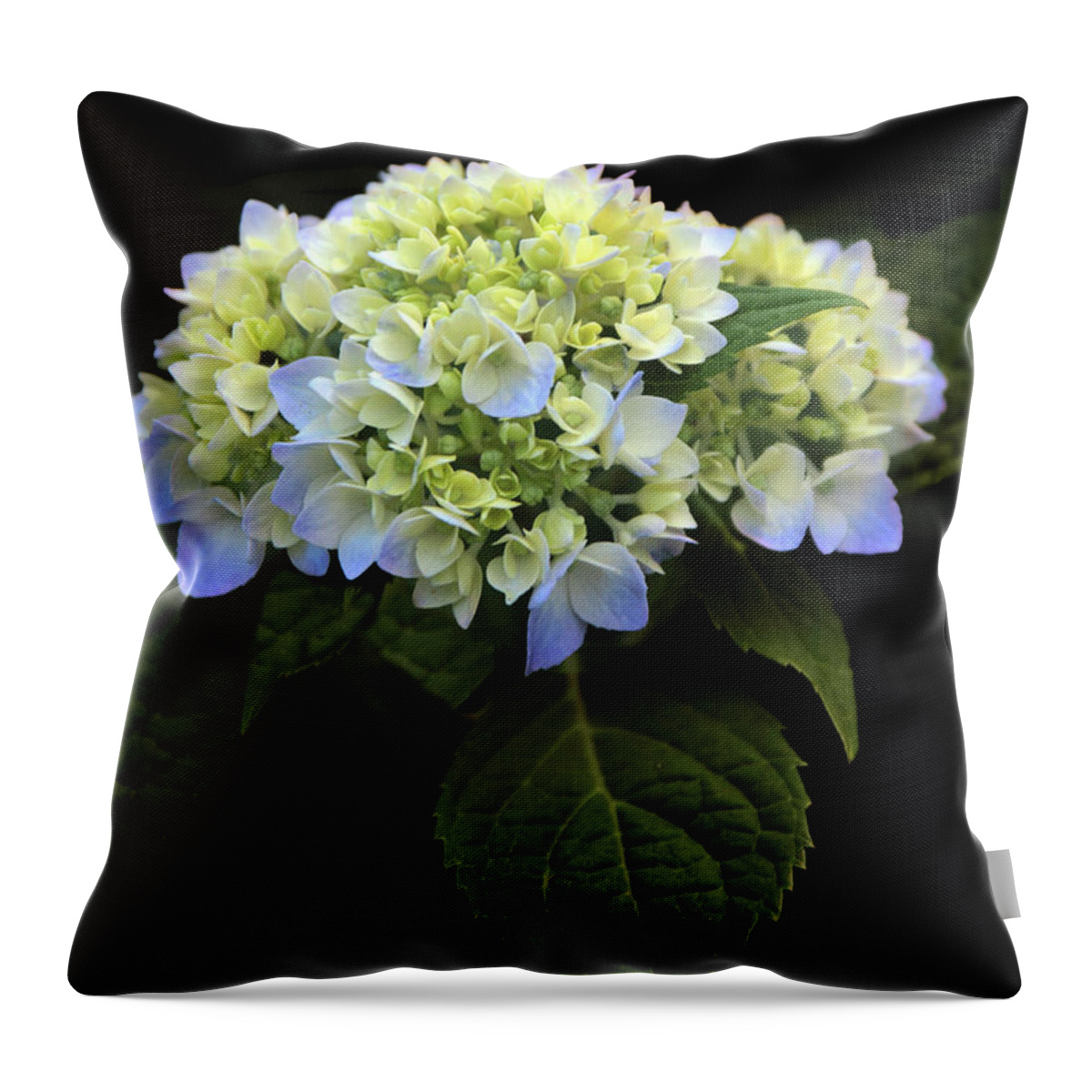 Hydrangea Throw Pillow featuring the photograph Hydrangea in Bloom by Jessica Jenney
