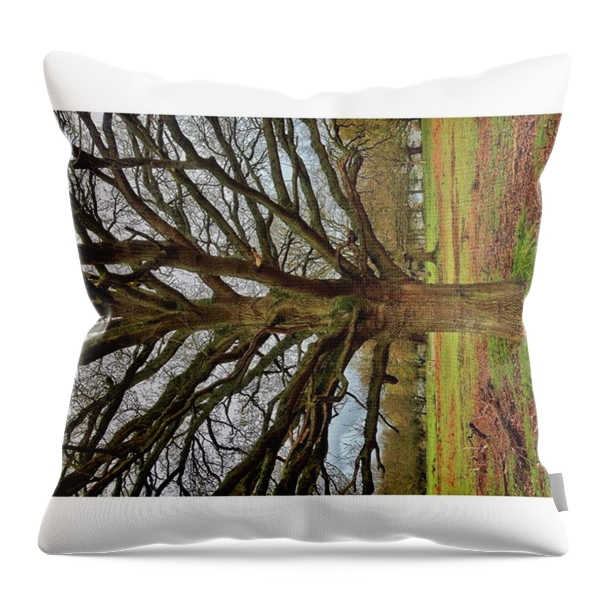 Rootsrundeep Throw Pillow featuring the photograph I Liked Something About This Tree by Tai Lacroix