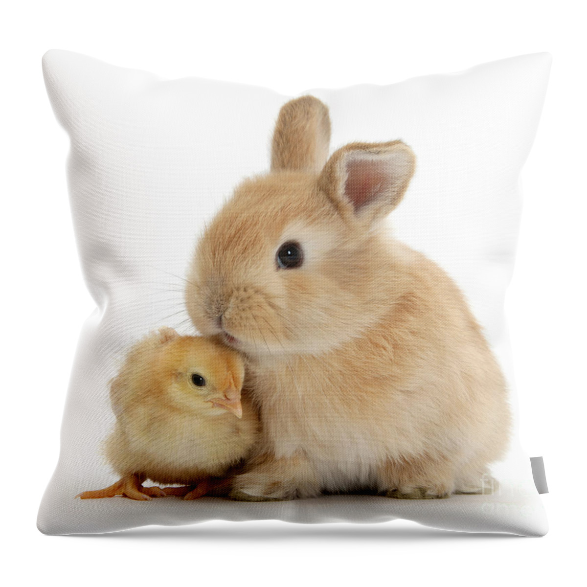 Cute Throw Pillow featuring the photograph I love to kiss the Chicks by Warren Photographic