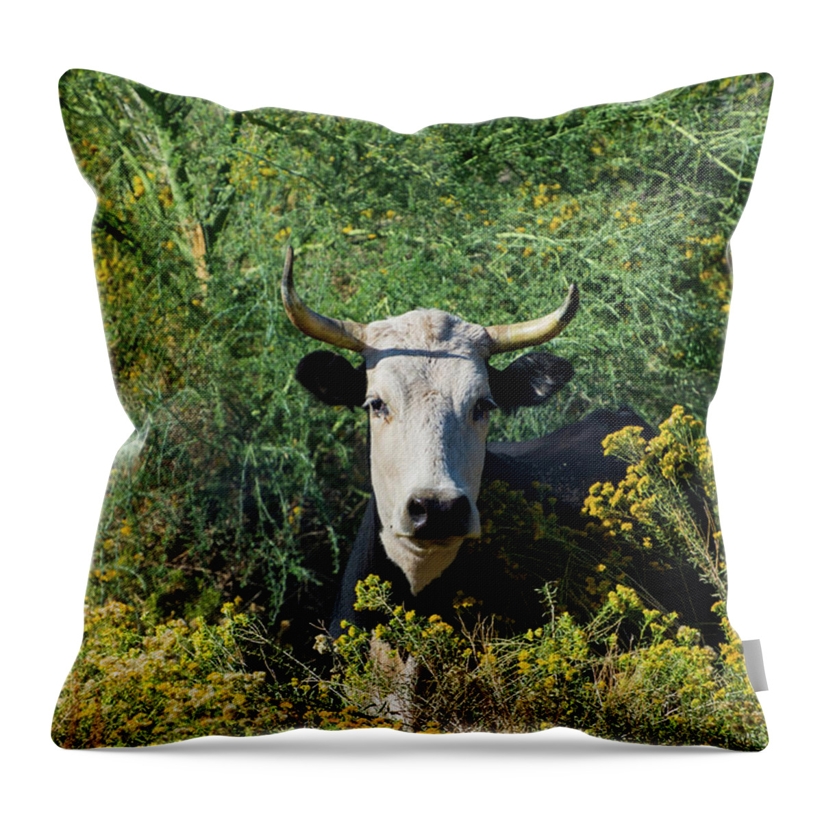 Moo Throw Pillow featuring the photograph I Picked These For Moo by Douglas Killourie