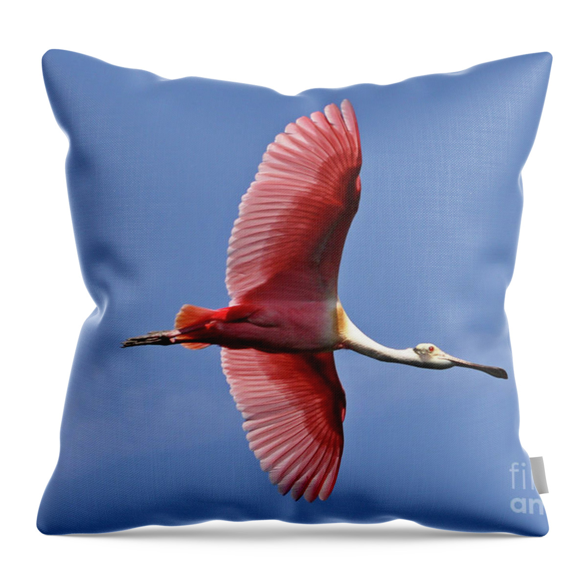 Roseate Spoonbill Throw Pillow featuring the photograph I Wanna Fly Like An Eagle by Lydia Holly