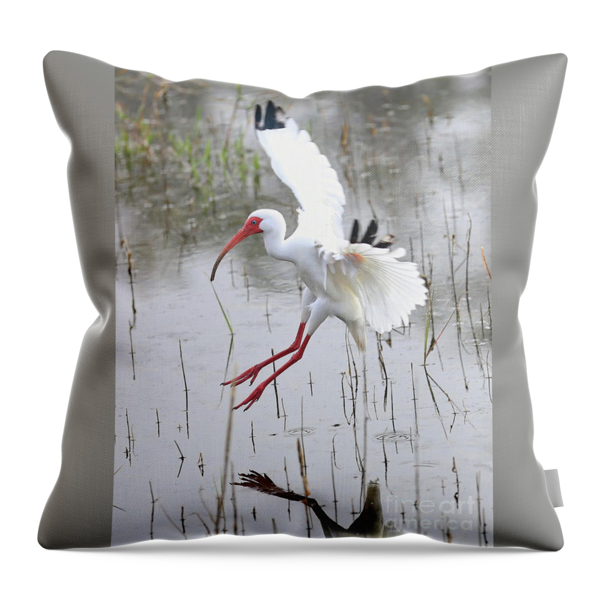 Ibis Throw Pillow featuring the photograph Ibis Soft Water Landing by Carol Groenen