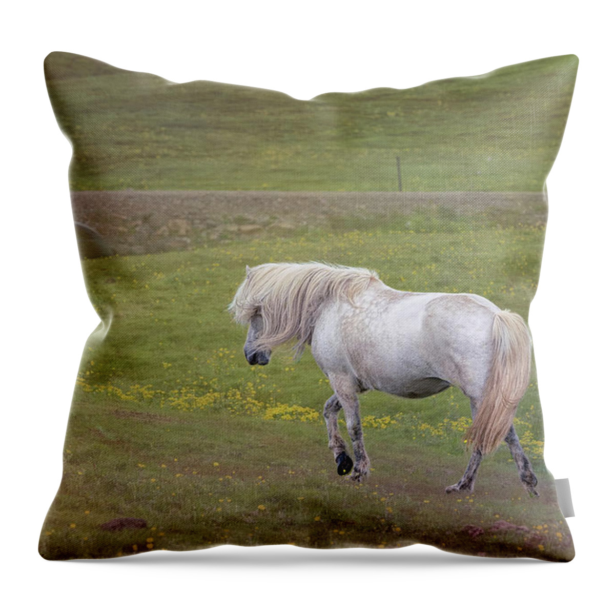 Iceland Throw Pillow featuring the photograph Icelandic Horse by Tom Singleton