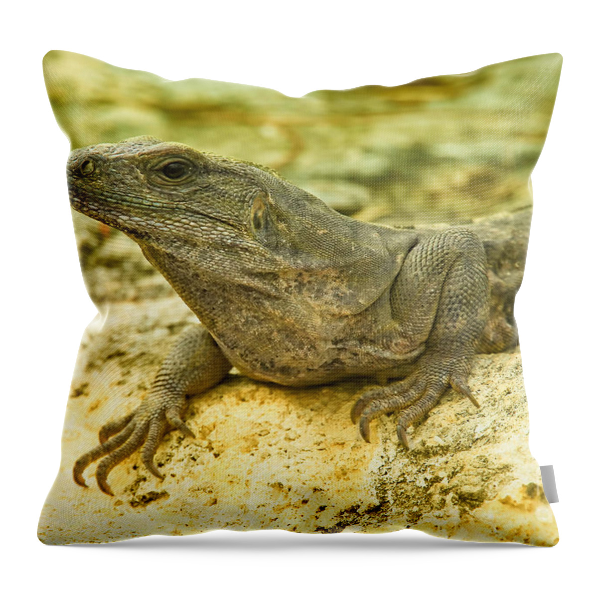 Animal Throw Pillow featuring the photograph Iguana 2 by Teresa Zieba