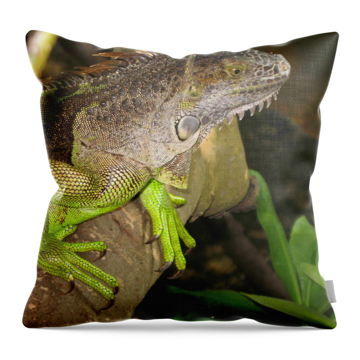 Iguana Throw Pillow featuring the photograph Iguana - A Special Garden Guest by Christiane Schulze Art And Photography