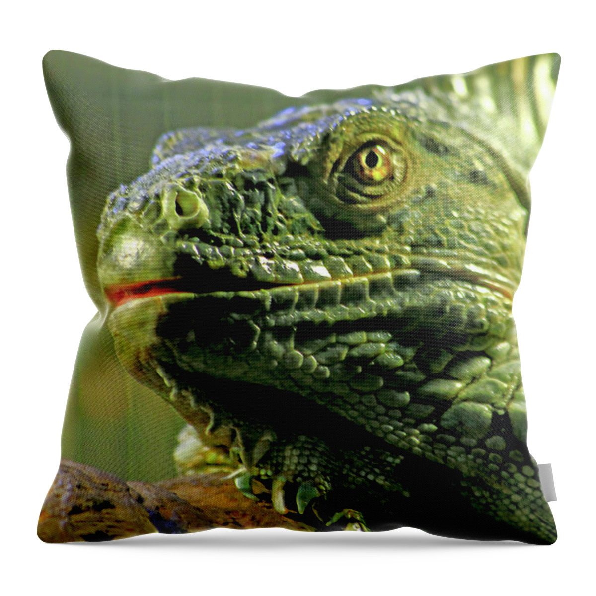 Iguana Throw Pillow featuring the photograph Iguana by Miroslava Jurcik