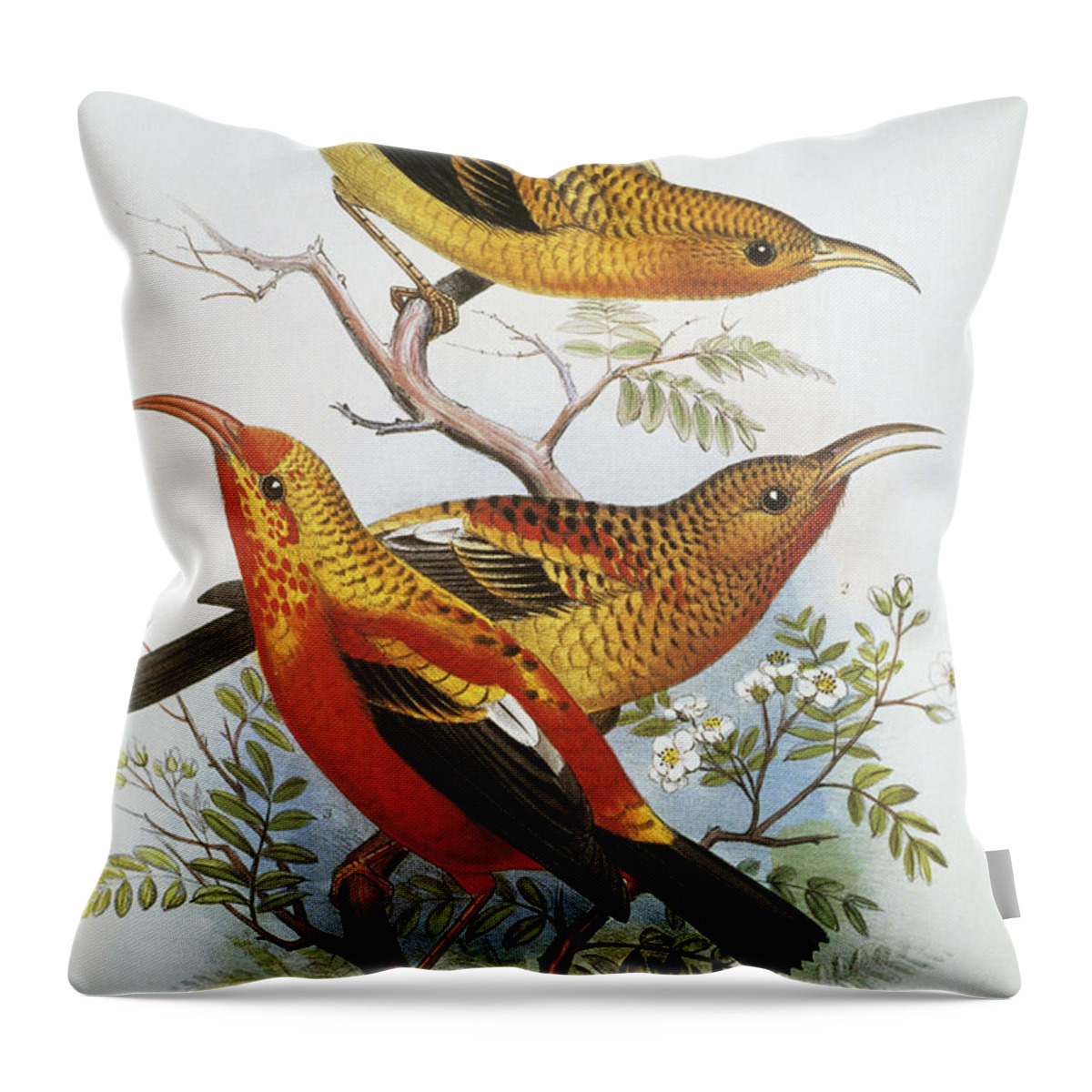 1893 Throw Pillow featuring the painting IIwi by Hawaiian Legacy Archive - Printscapes