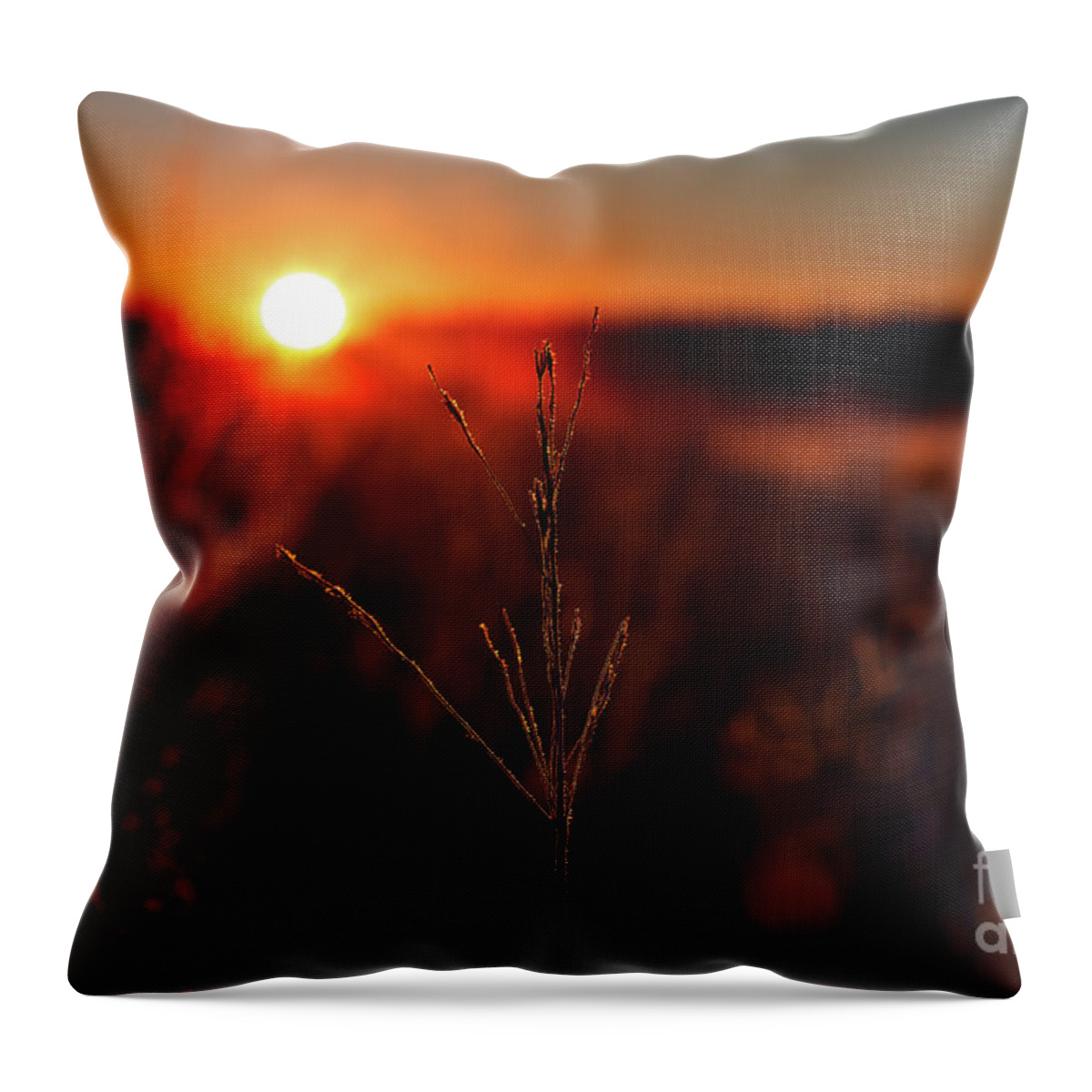 Canada Throw Pillow featuring the photograph Illuminated by Ian McGregor