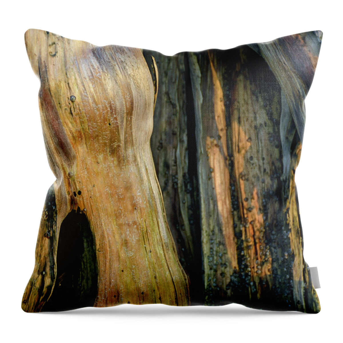 Jekyll Island Throw Pillow featuring the photograph Illuminated Stump 03 by Bruce Gourley
