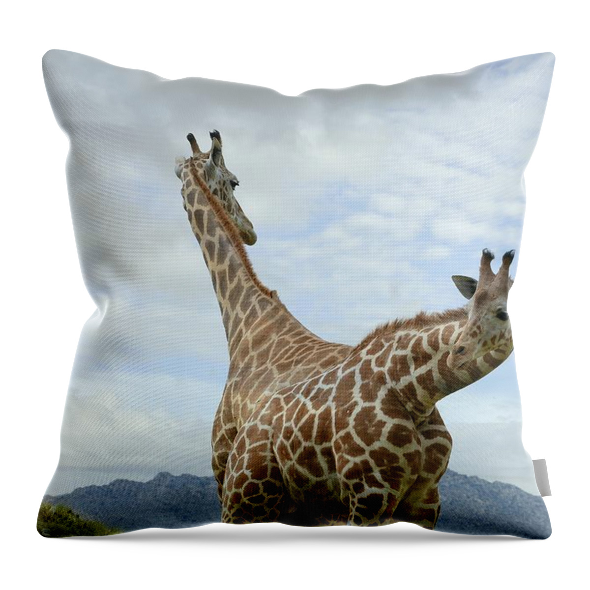 Giraffes Throw Pillow featuring the photograph Illusion by Fraida Gutovich