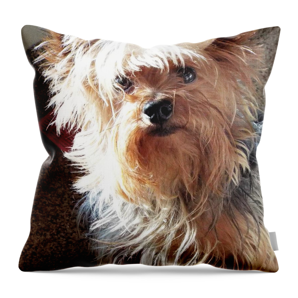 Yorkie Throw Pillow featuring the photograph Im hungry you hungry? by Michael Dillon