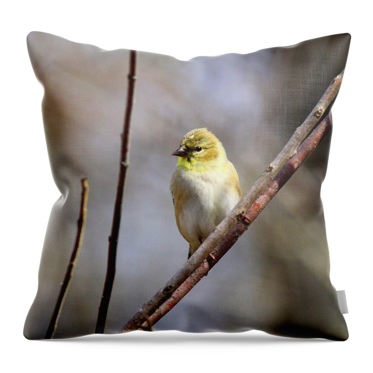 American Goldfinch Throw Pillow featuring the photograph IMG_4965 - American Goldfinch by Travis Truelove