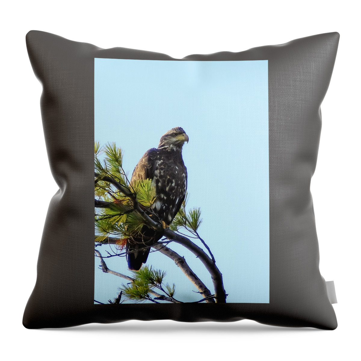 Bald Eagle Throw Pillow featuring the photograph Immature Bald Eagle 1 by Vance Bell