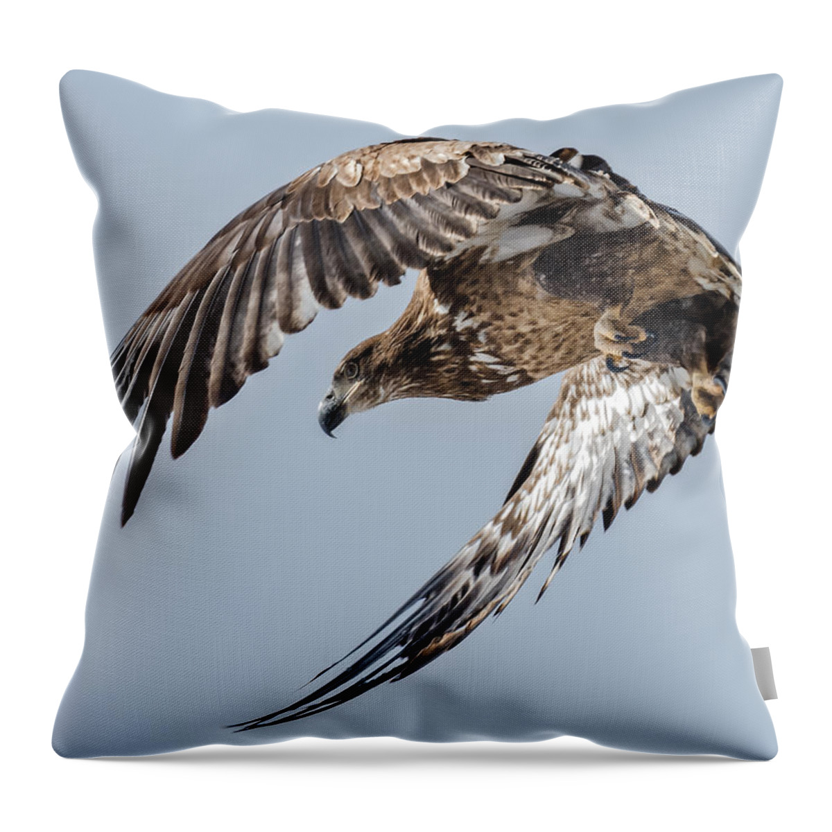 Bald Eagle Throw Pillow featuring the photograph Immature Bald Eagle Leaving a Perch by Stephen Johnson