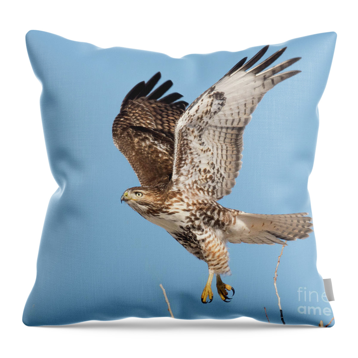 Bird Throw Pillow featuring the photograph Immature Red Tailed Hawk on the Wing by Dennis Hammer