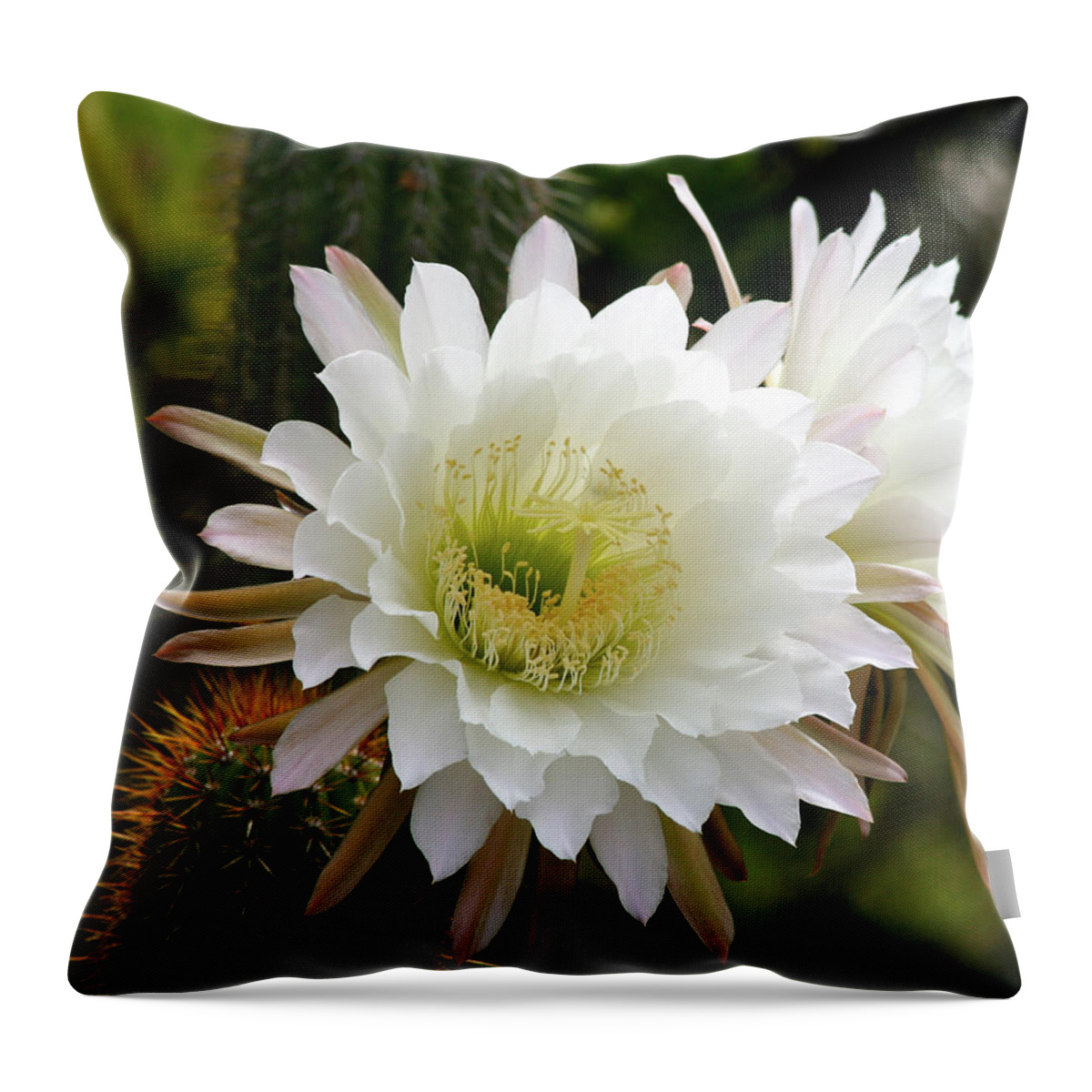 Cactus Throw Pillow featuring the photograph Cactus Blossoms by Melanie Alexandra Price