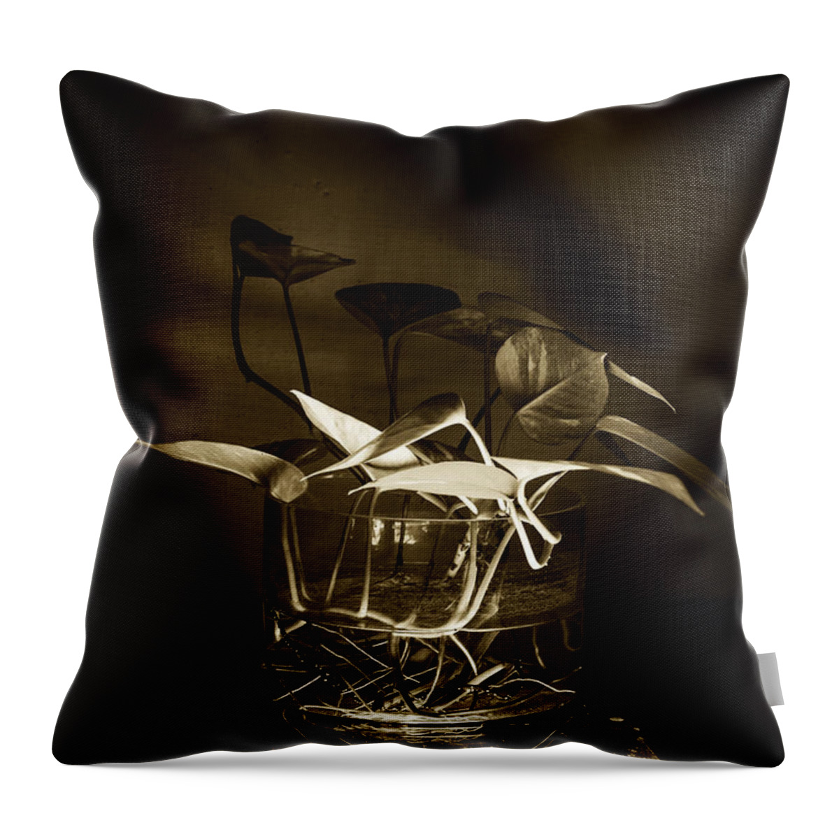 Money Plant Throw Pillow featuring the photograph In Brown Light by Rajiv Chopra