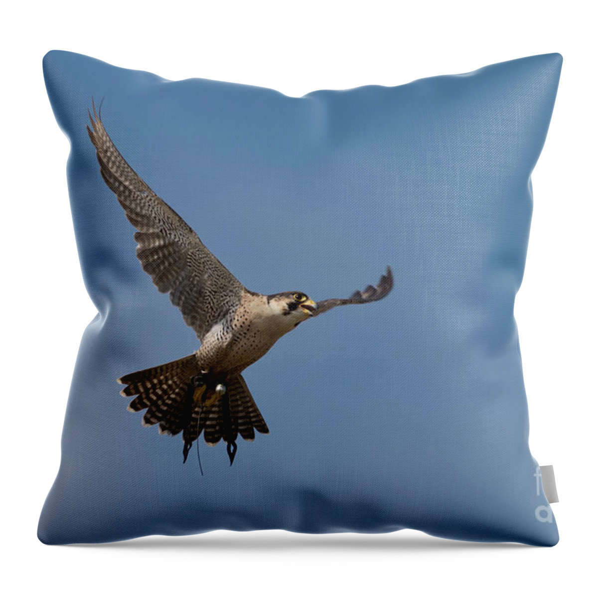 Hawk Throw Pillow featuring the photograph In Flight by Terri Waters