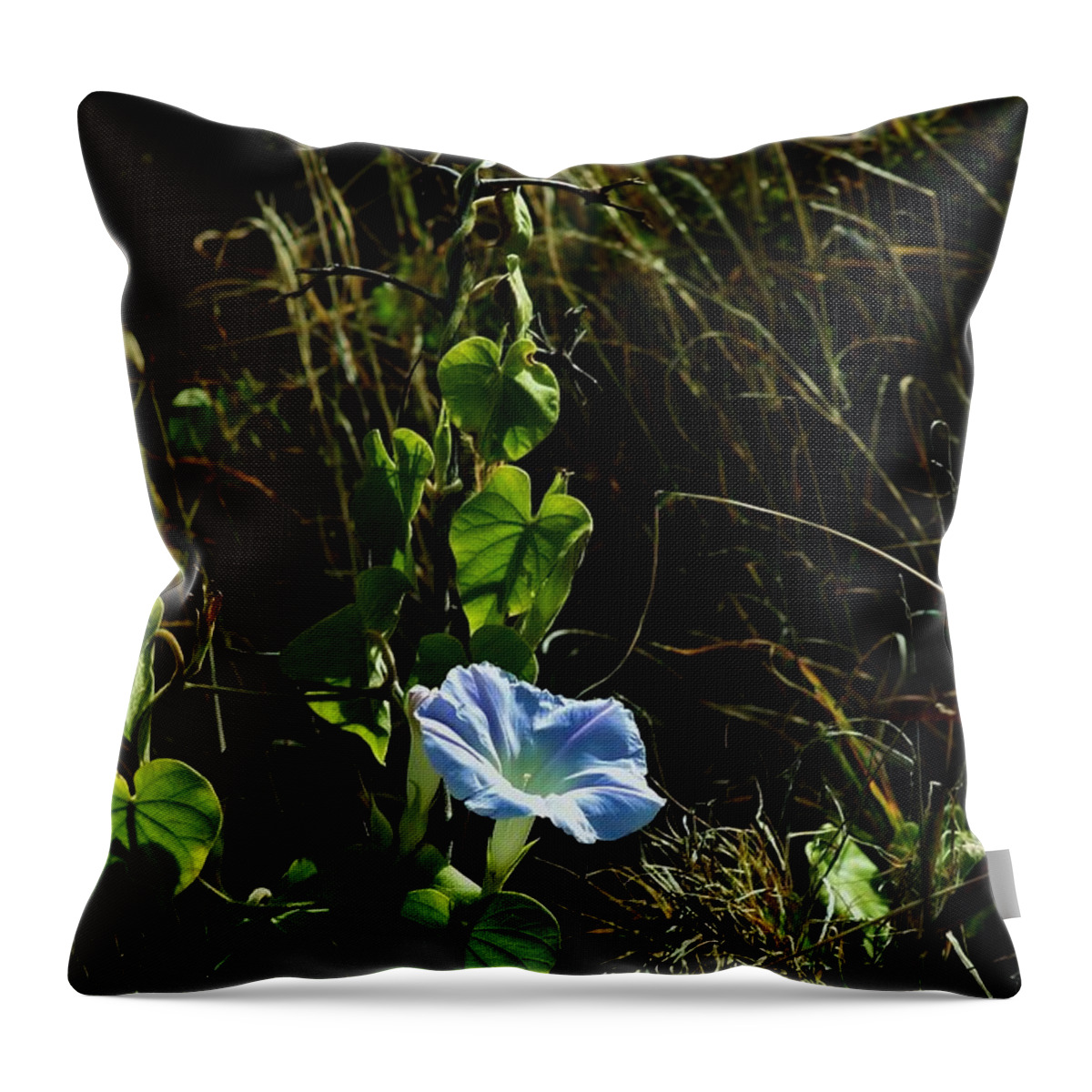 Morning Glory Throw Pillow featuring the photograph In Praise of Morning Light by Craig Wood