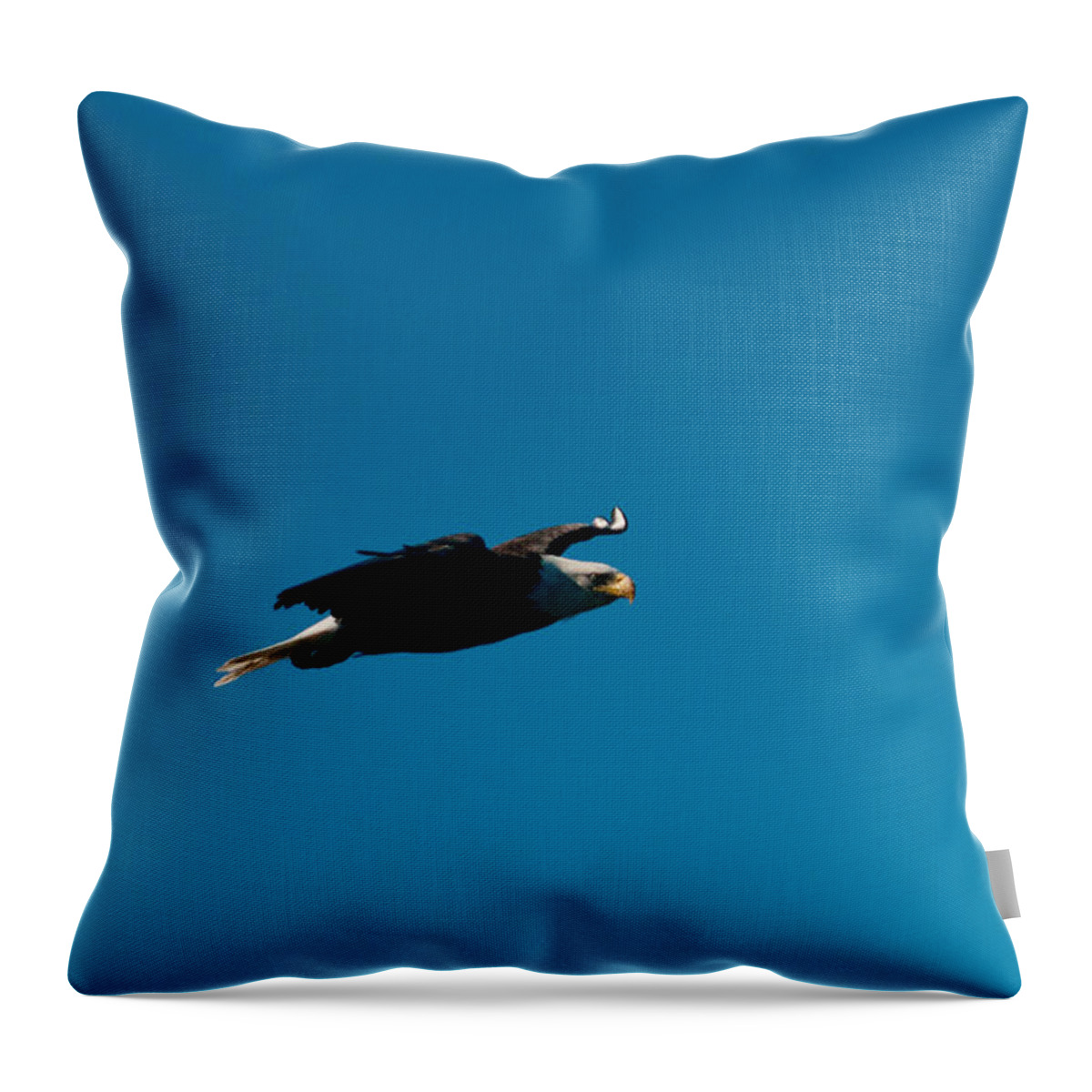 Eagle Throw Pillow featuring the photograph In Search of by Paul Mangold