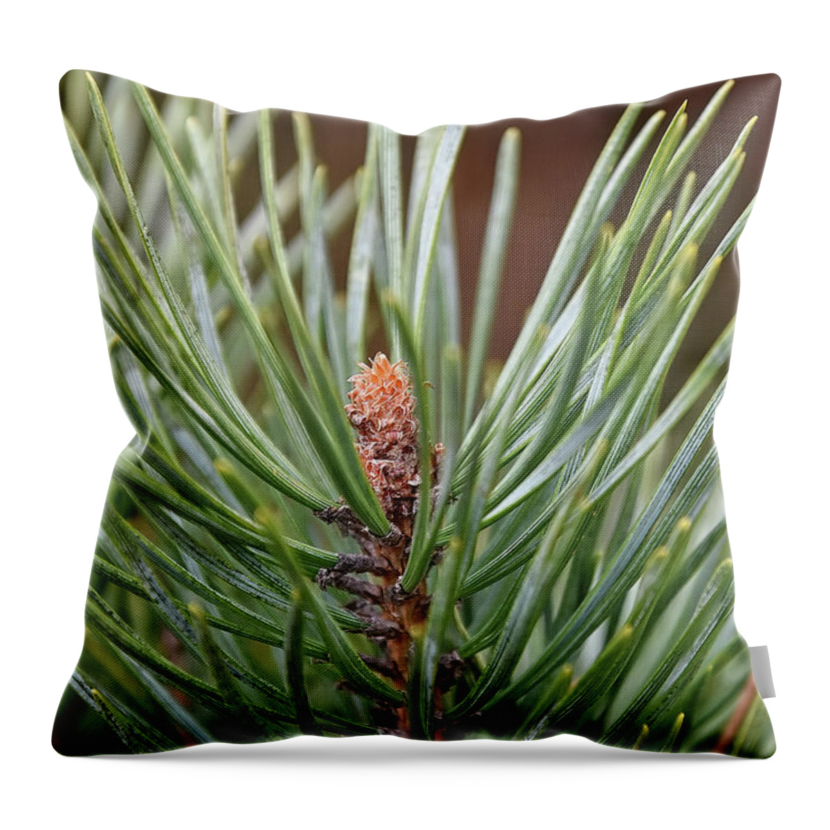 Pine Throw Pillow featuring the photograph In the Beginning by Kuni Photography